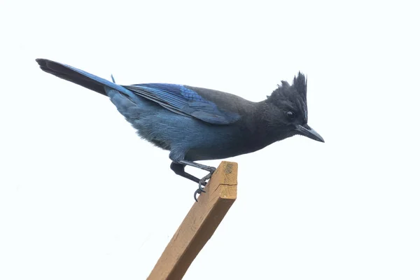 Stellers Jay πουλί — Φωτογραφία Αρχείου