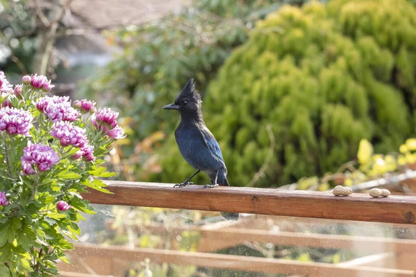 Stellers Jay kuş Telifsiz Stok Imajlar