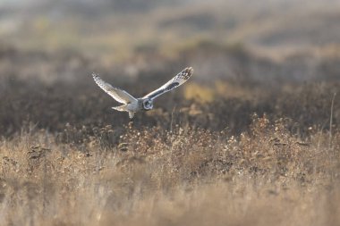 Kısa kulaklı baykuş