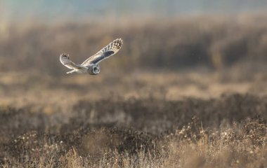 Kısa kulaklı baykuş