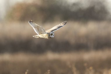 Kısa kulaklı baykuş