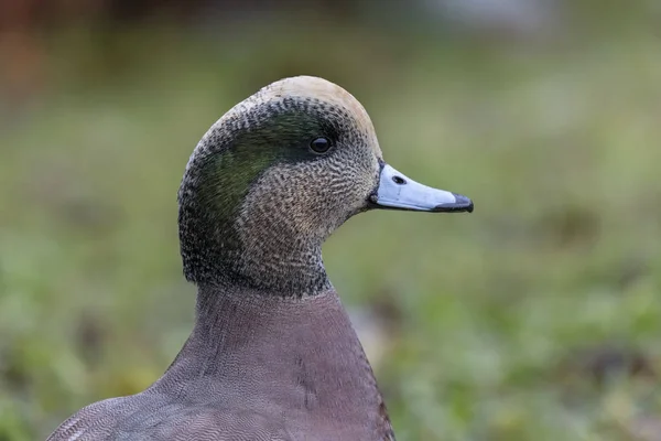 American wigeon head — Stock Photo, Image