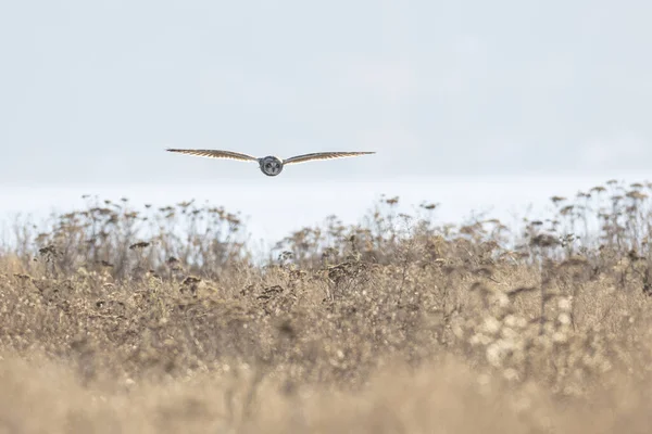 Короткоухая сова — стоковое фото