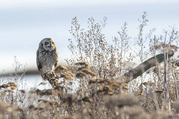 Short eared owl — Stockfoto