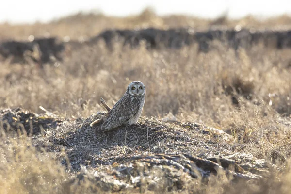 Hibou des oreilles — Photo