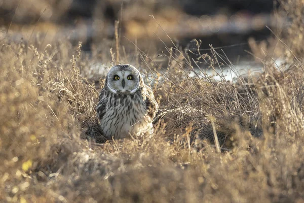 Kısa kulaklı baykuş — Stok fotoğraf