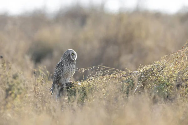 Short eared owl — Stockfoto