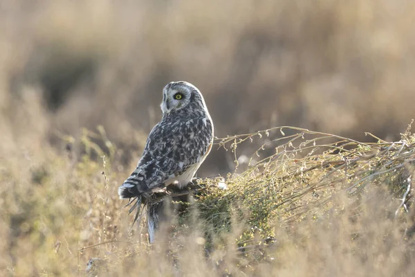 Hibou des oreilles — Photo