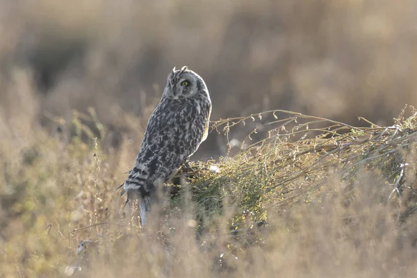 Short eared owl — Stockfoto