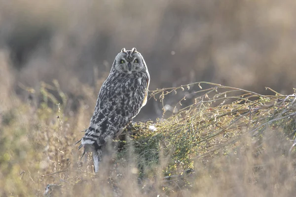 Short eared owl — Stock Photo, Image