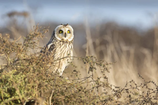 Short eared owl — Stockfoto