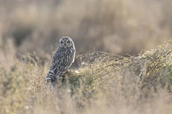 Short eared owl — Stock Photo, Image