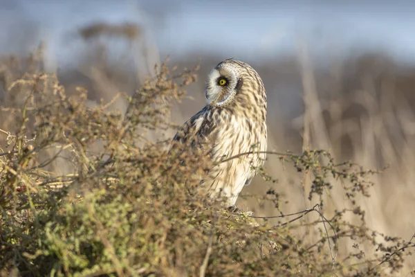 Short eared owl — Stockfoto