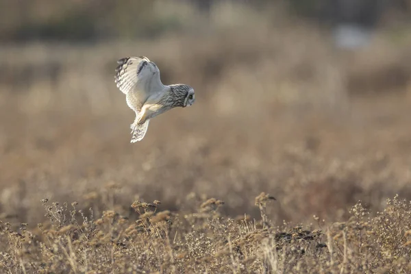 Short eared owl — Stockfoto