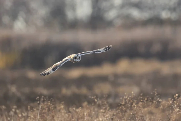 Short eared owl — Stockfoto