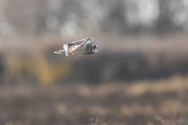 Short eared owl — Stock Photo, Image