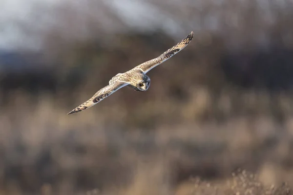 Short eared owl — Stockfoto