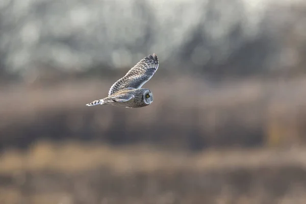 Short eared owl — Stockfoto