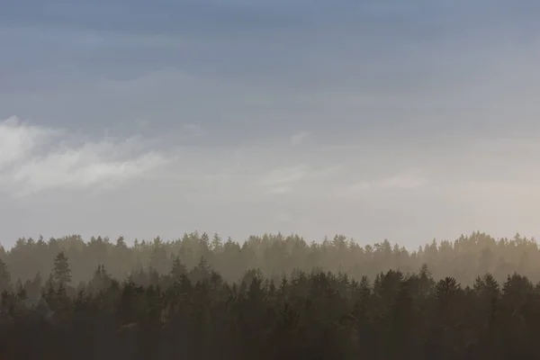 Foggy tallskog — Stockfoto