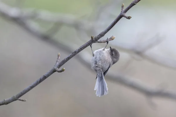 Pájaro arbusto americano — Foto de Stock