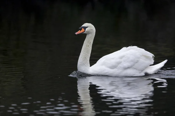 Pták labuť — Stock fotografie