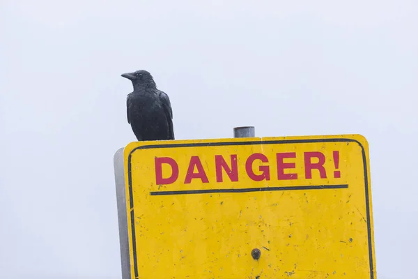 Corvo preto e sinal de aviso — Fotografia de Stock