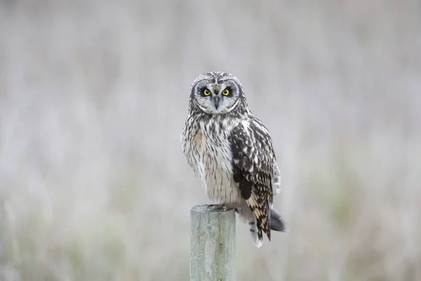 Short eared owl — Stockfoto