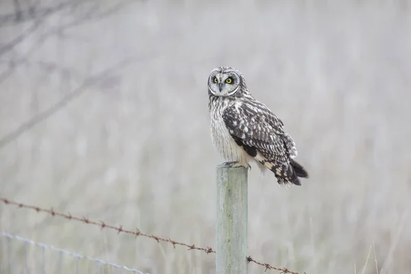 Short eared owl — Stockfoto