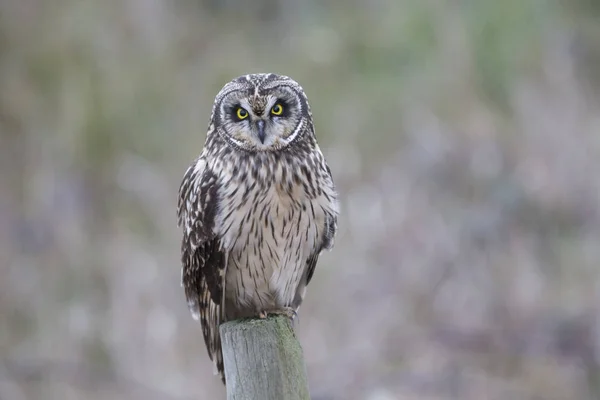 Short eared owl — Stockfoto