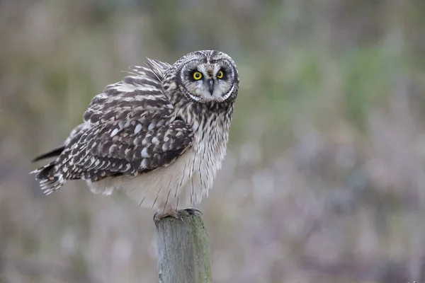 Short eared owl — Stockfoto