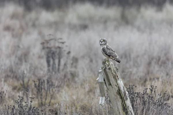 Hibou des oreilles — Photo