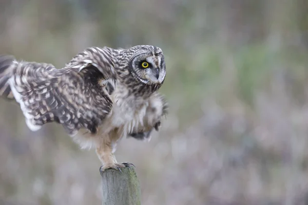 Short eared owl Stock Photo
