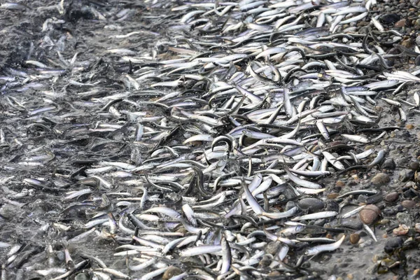 Miles de peces de anchoa del norte se lavan en la orilla — Foto de Stock