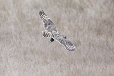 Kısa kulaklı baykuş