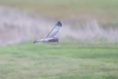  Uçan Kuzey Harrier  
