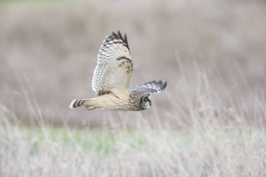 Kısa kulaklı baykuş