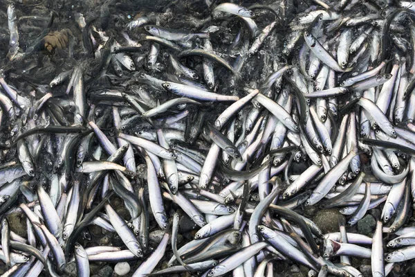 Miles de peces de anchoa del norte se lavan en la orilla — Foto de Stock