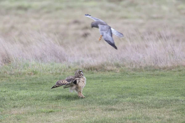 Kısa kulaklı Baykuş ve Kuzey Harrier savaşıyor. — Stok fotoğraf