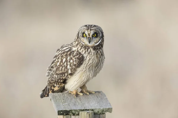 Short eared owl — Stockfoto