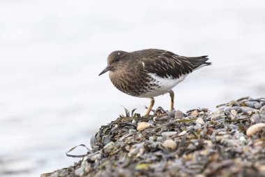 siyah turnstone kuşu