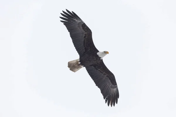 Fläckig örnfågel — Stockfoto