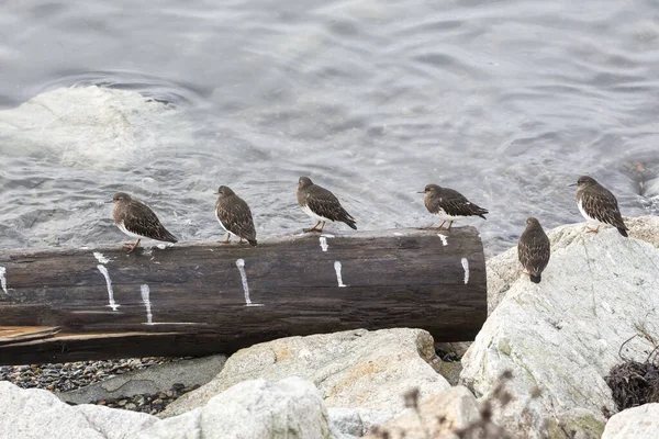 Black turnstone bird — Stock Photo, Image