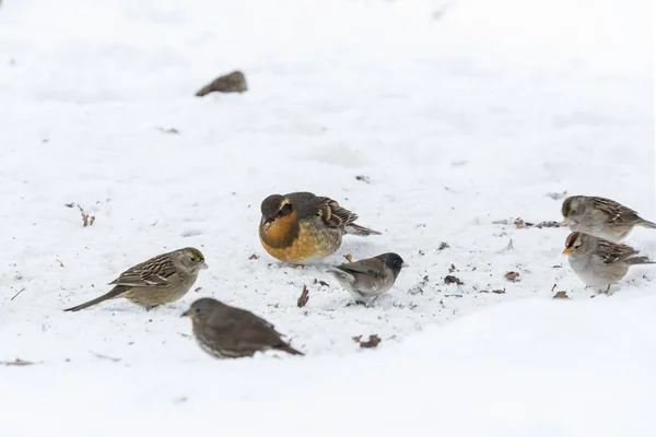 Varied Thrush Female — 스톡 사진