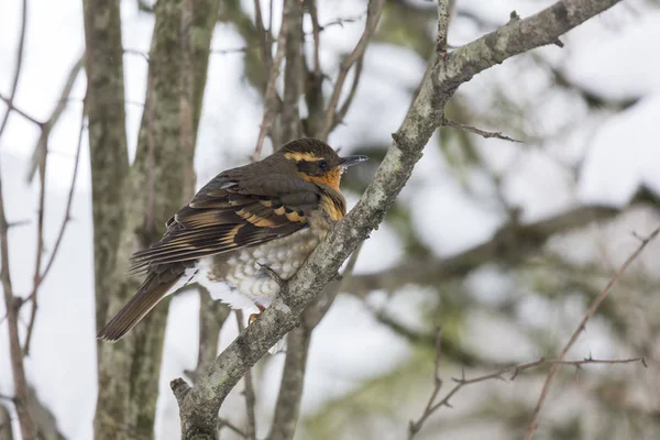 Változatos Thrush Nő — Stock Fotó