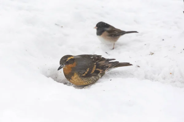 Vielfältiges Drosselweibchen — Stockfoto