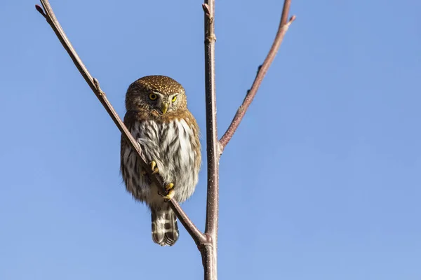 Severní pygmy owl — Stock fotografie