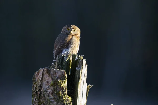 Northern pygmy owl — Stockfoto