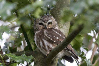 Kuzey testereli baykuş.