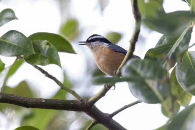 Kırmızı kruvaze sıvacı kuşu