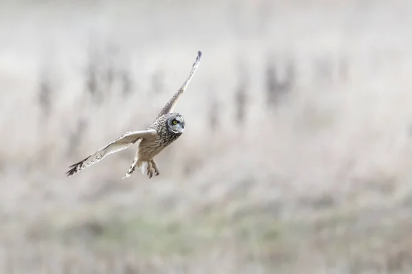 Kurzohreule — Stockfoto